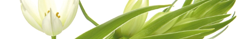 Orchid Mobile Beauty Logo