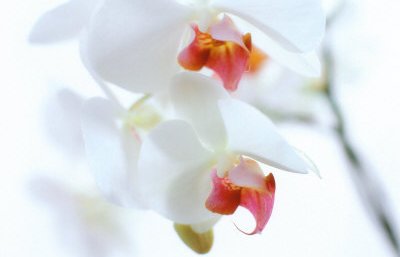 Orchid Image